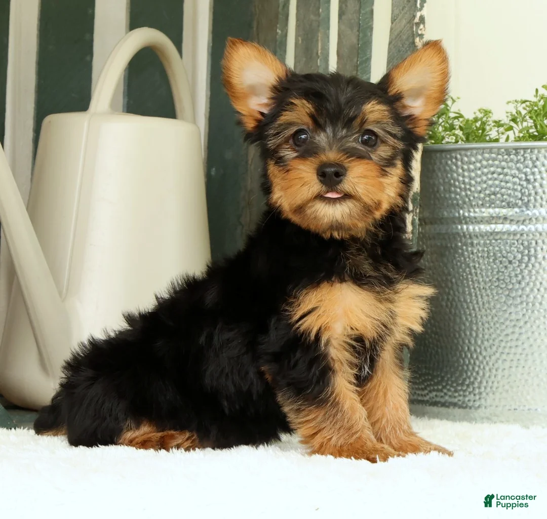 Yorkshire Terrier dogs for sale: Zeke - Ad 2