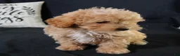 Maltipoo dogs for sale: Milo - Ad 2
