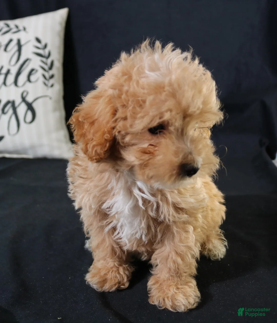 Maltipoo dogs for sale: Milo - Ad 2