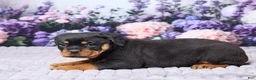 Rottweiler dogs for sale: Jackson - Ad 3