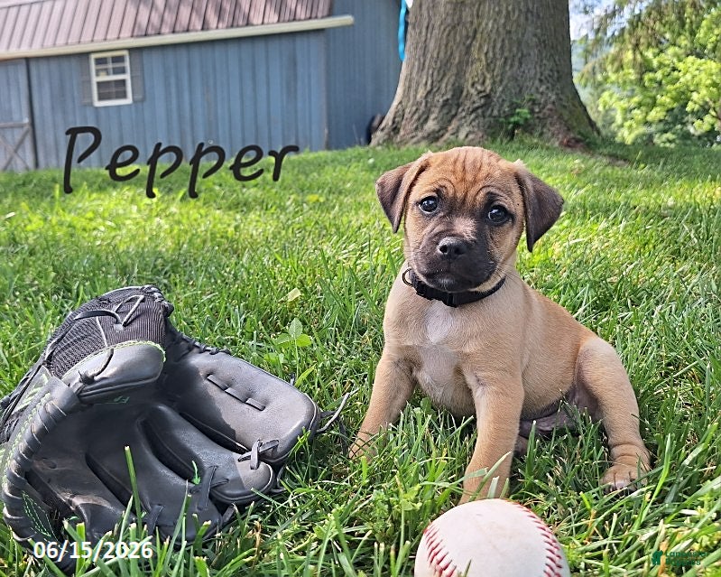 Jug dogs Pepper - Ad 1