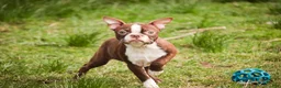 Boston Terrier dogs for sale: Katie - Ad 4