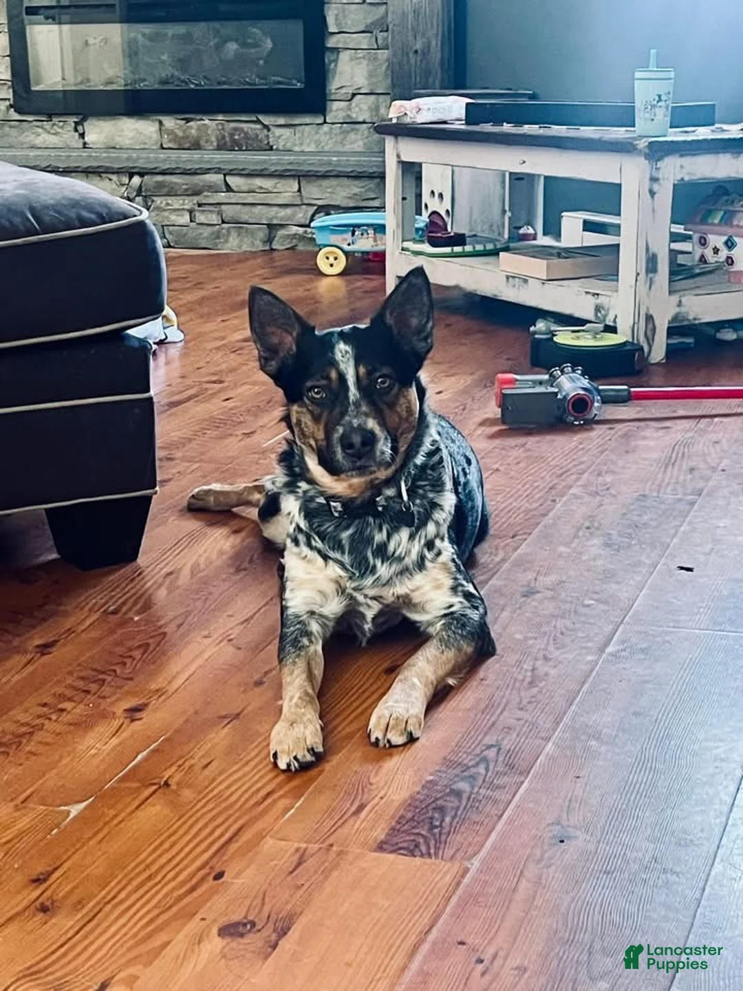 Mixed Breed dogs for sale: Brownie  - Ad 3