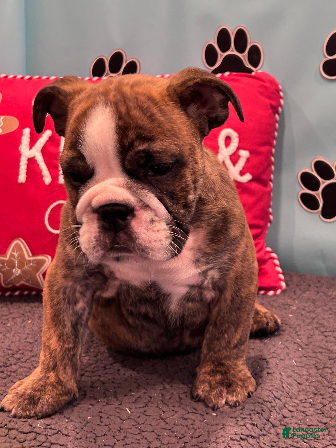 English Bulldog dogs for sale: SAWYER - Ad 7