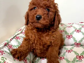 Toy Poodle dogs Baby Prada - Ad 14
