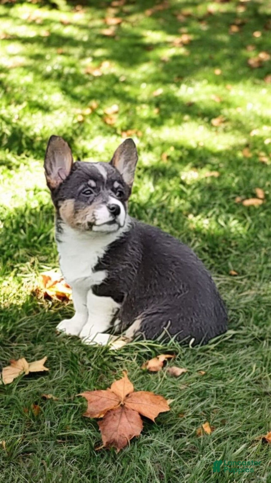 Welsh Corgi Pembroke dogs for sale: Alexa Bluie - Ad 18