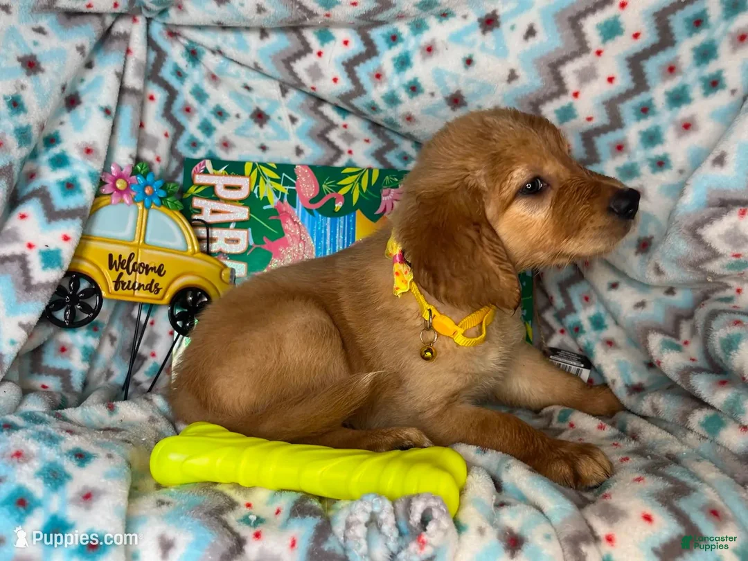 Golden Retriever dogs for sale: Gylly the Gentle Gal - Ad 4