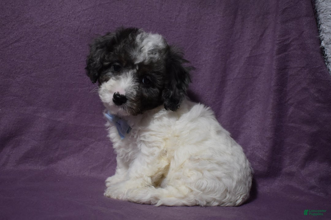 Cavachon dogs for sale: Rolex - Ad 4