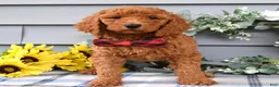 Standard Poodle dogs for sale: Romeo - Ad 2