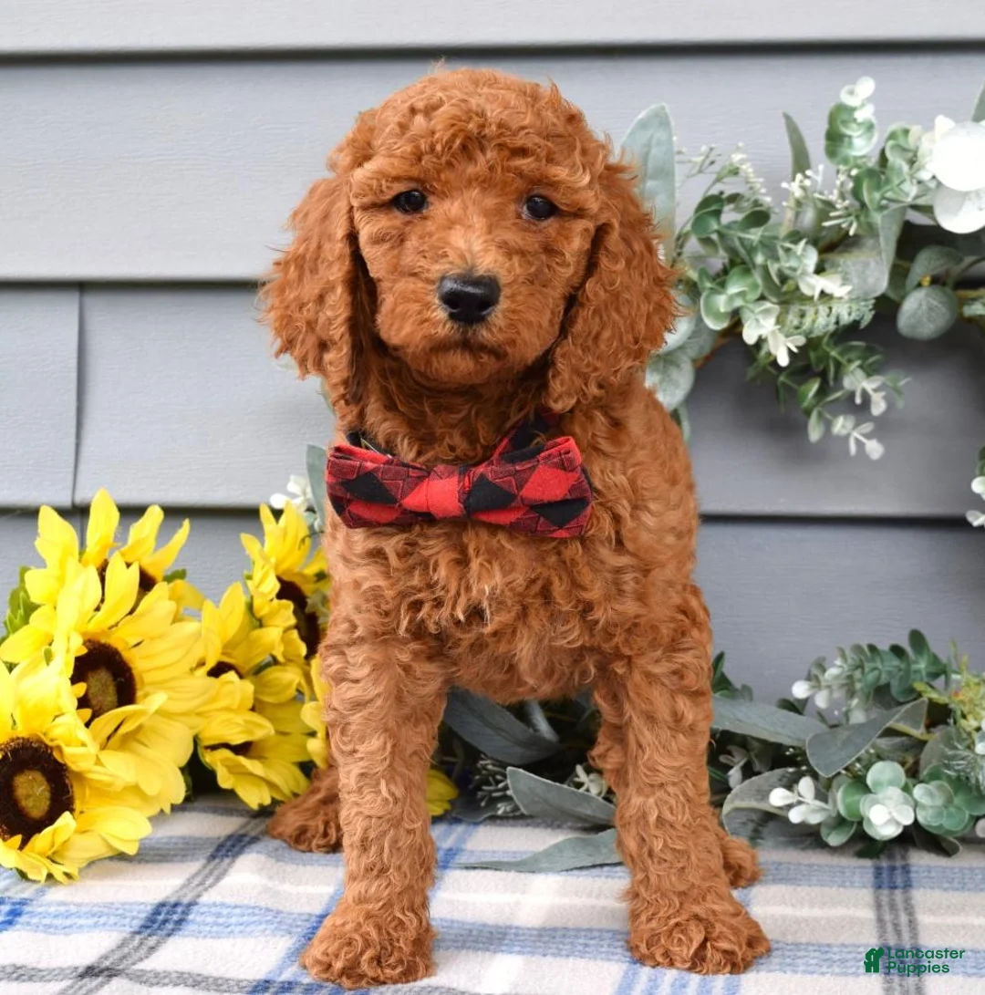 Standard Poodle dogs for sale: Romeo - Ad 2
