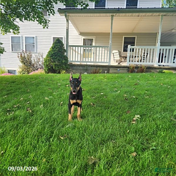 Doberman Pinscher dogs Kip - Ad 1