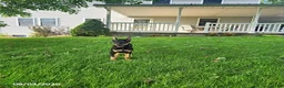 Doberman Pinscher dogs for sale: Kip - Ad 1