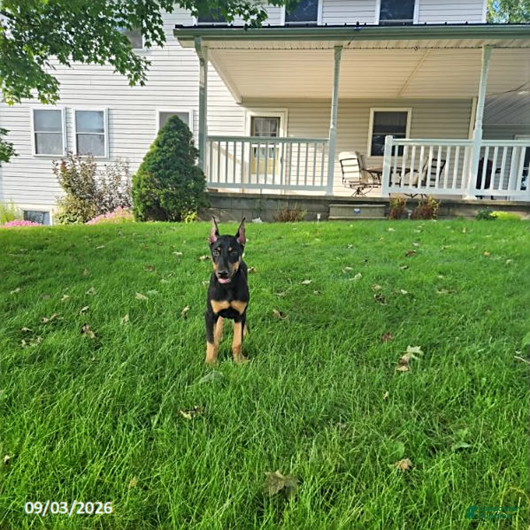Doberman Pinscher dogs for sale: Kip - Ad 1