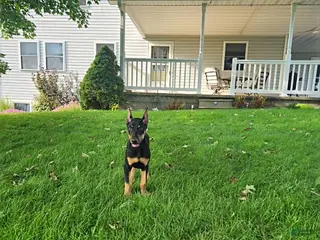 Doberman Pinscher dogs Kip - Ad 1