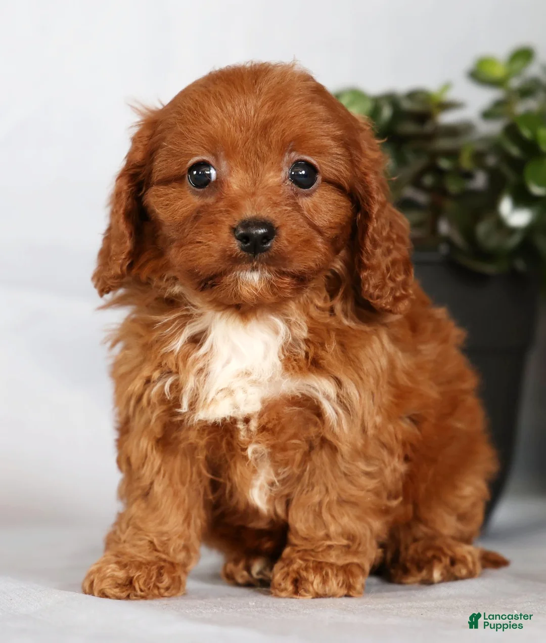 Cavapoo dogs for sale: Missy - Ad 1
