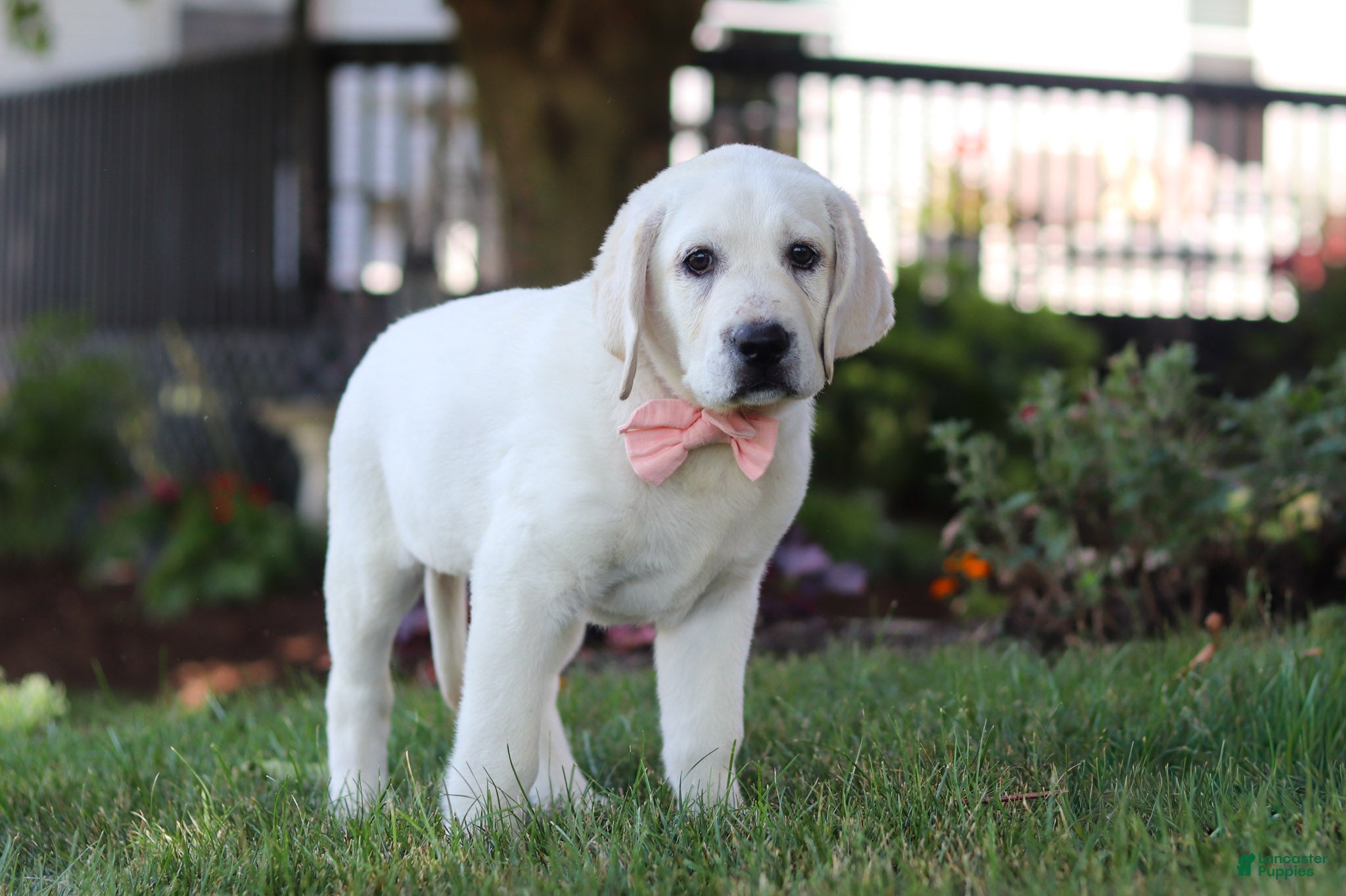 Labrador Retriever dogs Sally - Ad 1