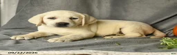 Labrador Retriever dogs for sale: Dozer - Ad 5
