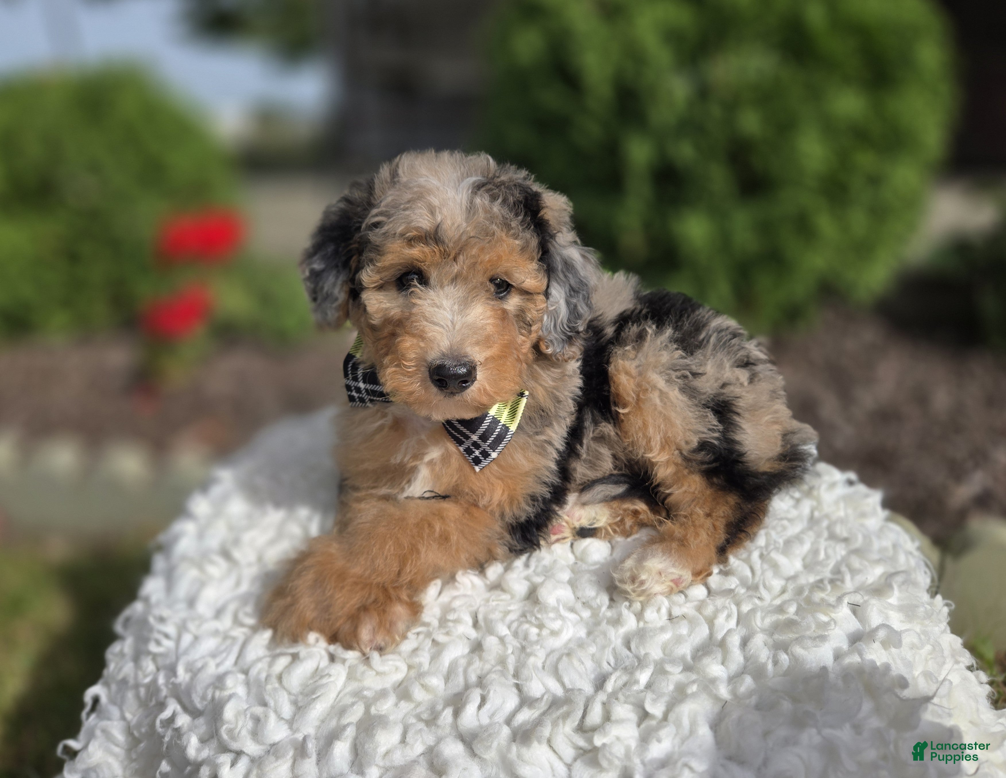 Mini Sheepadoodle dogs Jasper - Ad 1