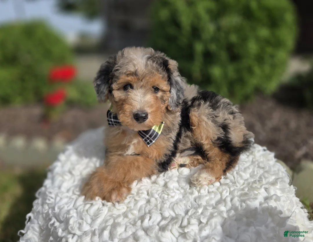 Mini Sheepadoodle dogs for sale: Jasper - Ad 1