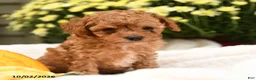 Toy Poodle dogs for sale: Peter - Ad 4