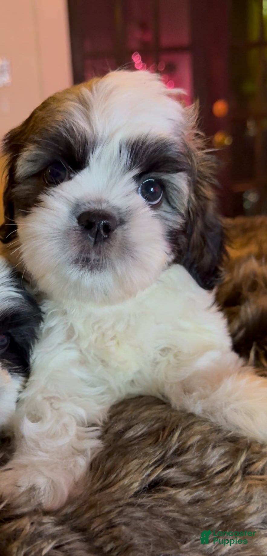 Shih Tzu dogs Shih Tzu Puppy 3 - Ad 37