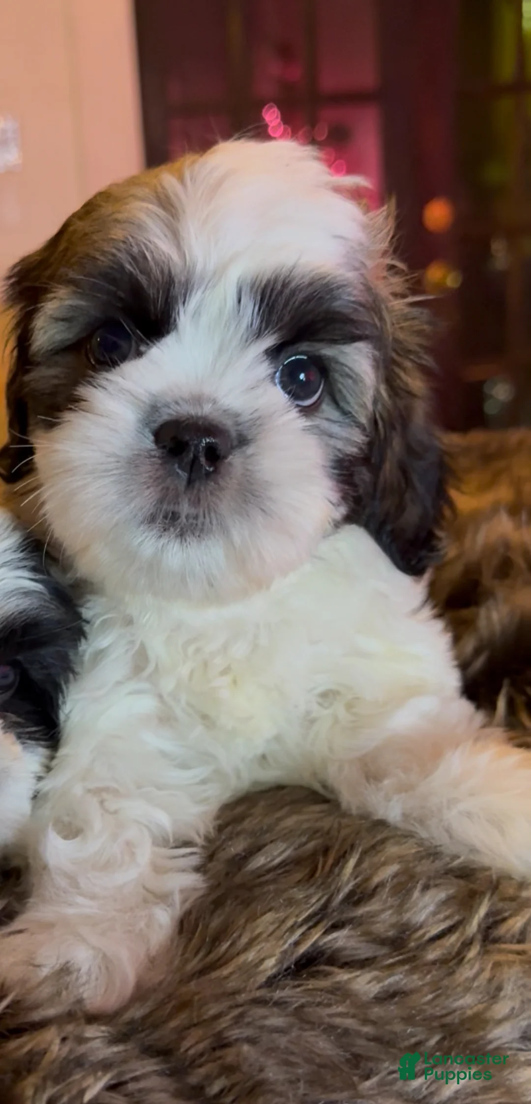 Shih Tzu dogs for sale: Shih Tzu Puppy 3 - Ad 1