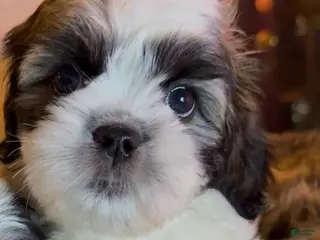 Shih Tzu dogs Shih Tzu Puppy 3 - Ad 37