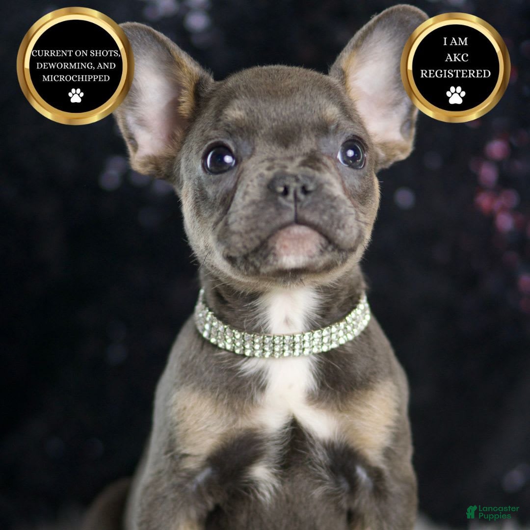 French Bulldog dogs Roody - Ad 14