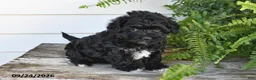 Maltipoo dogs for sale: Bear - Ad 5