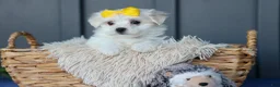 Maltese dogs for sale: PEBBLES - Ad 18