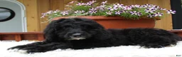 Bernedoodle dogs for sale: Mason - Ad 4