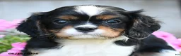 Cavalier King Charles Spaniel dogs for sale: Darcy - Ad 4
