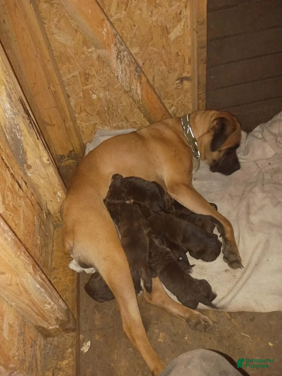 Cane Corso dogs for sale: Cane Corso 2 - Ad 2
