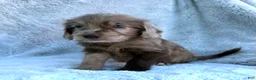 Labradoodle dogs for sale: Indy - Ad 3