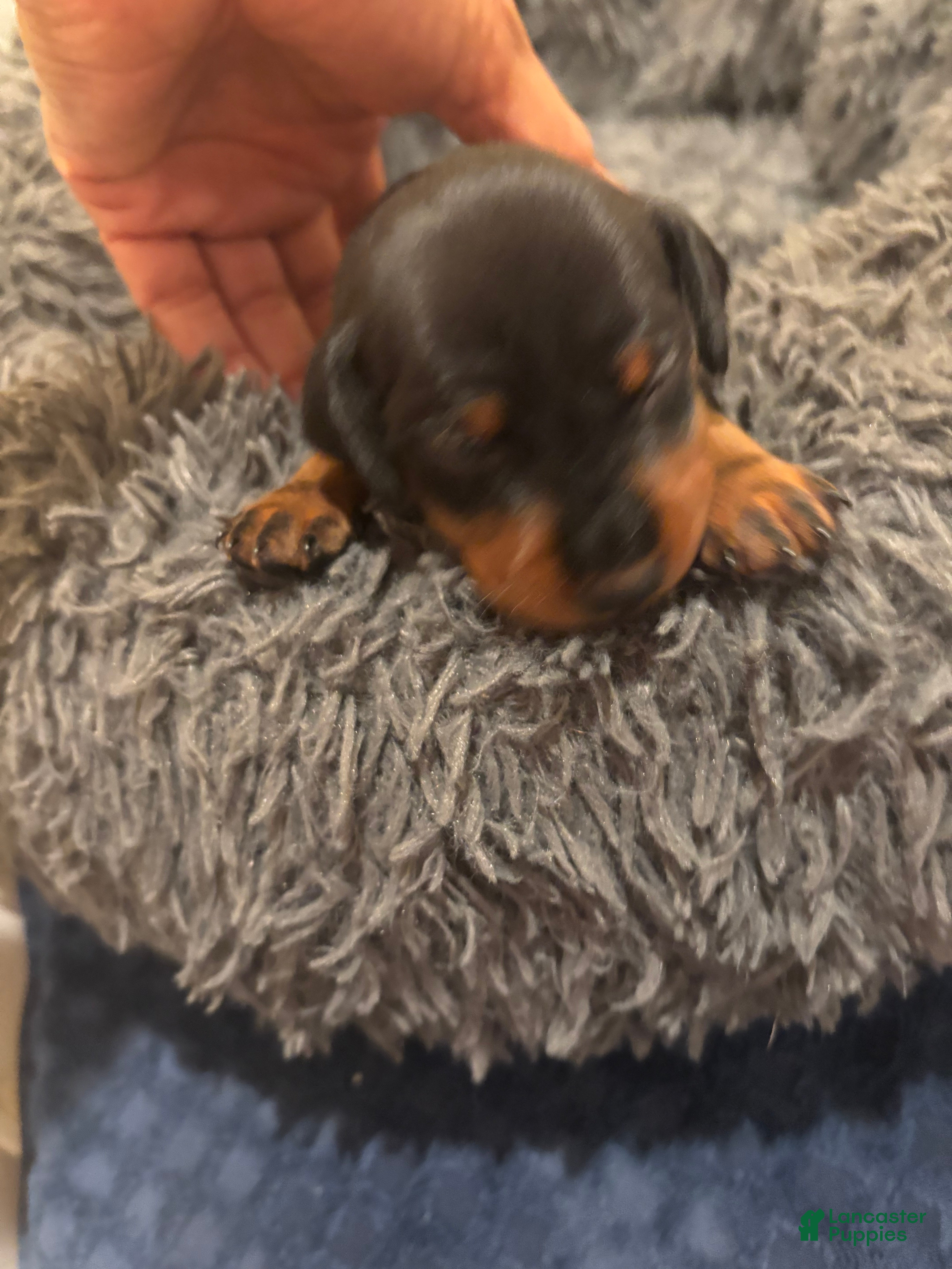 Miniature Pinscher dogs Miniature Pinscher Puppy 4 - Ad 25