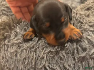 Miniature Pinscher dogs Miniature Pinscher Puppy 4 - Ad 25