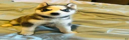 Siberian Husky dogs for sale: Siberian Husky 1 Yukon - Ad 2