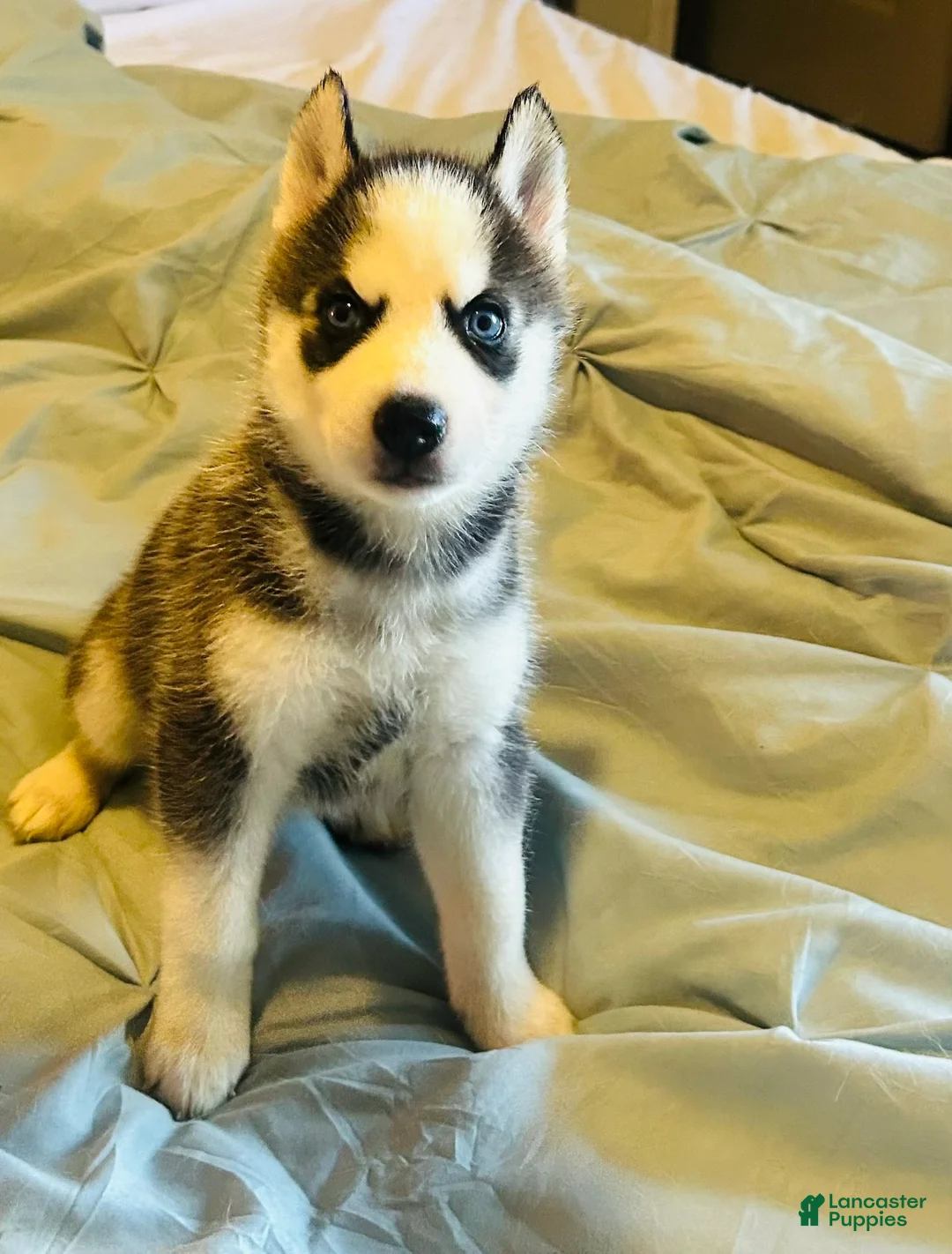 Siberian Husky dogs for sale: Siberian Husky 1 Yukon - Ad 2