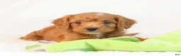 Mini Goldendoodle dogs for sale: Knox - Ad 7