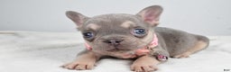French Bulldog dogs for sale: Wendy - Ad 2