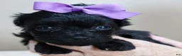 Maltipoo dogs for sale: Emersyn 1 lb 6 ozs - Ad 4