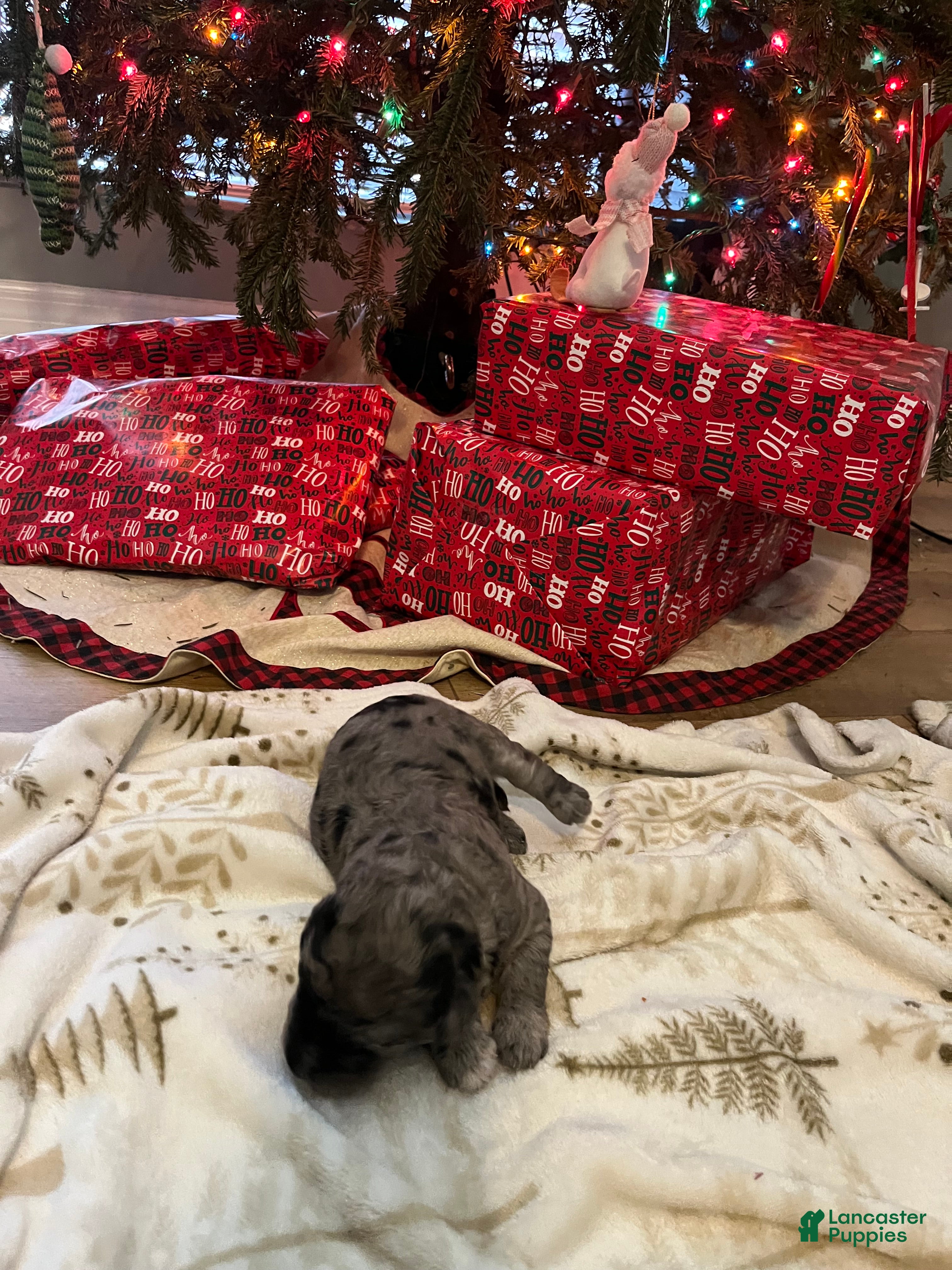 Goldendoodle dogs Goldendoodle Puppy 4 - Ad 42