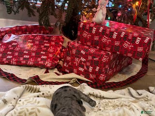 Goldendoodle dogs Goldendoodle Puppy 4 - Ad 33