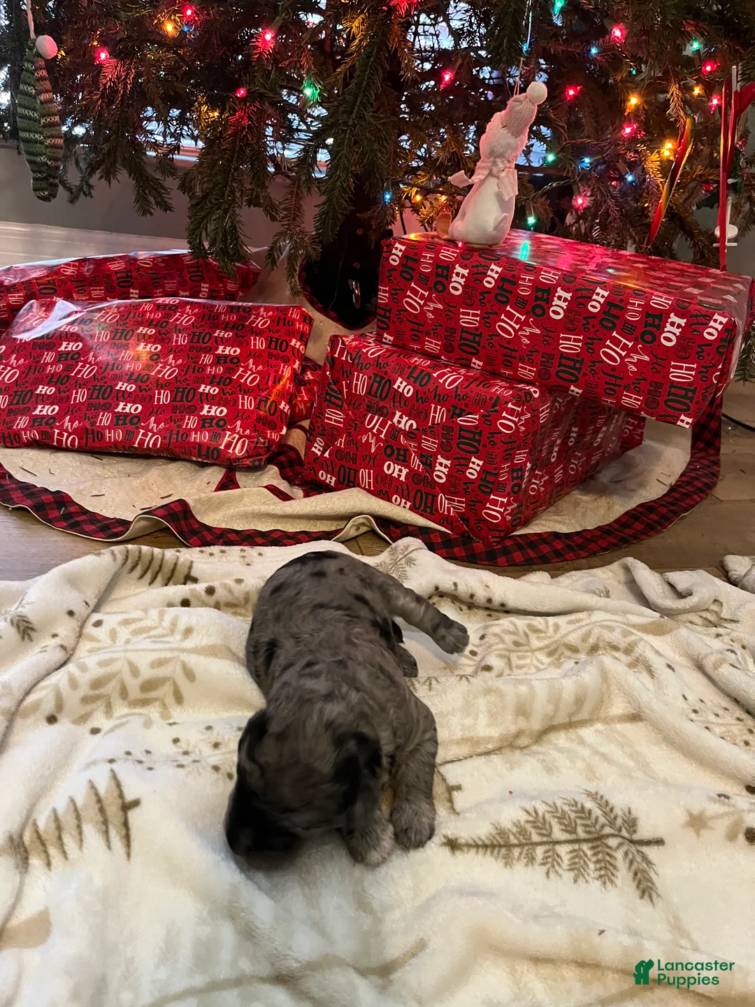 Goldendoodle dogs for sale: Phil  - Ad 6