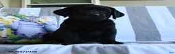Labrador Retriever dogs for sale: Haley - Ad 1