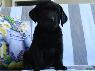Labrador Retriever dogs for sale: Haley - Ad 4
