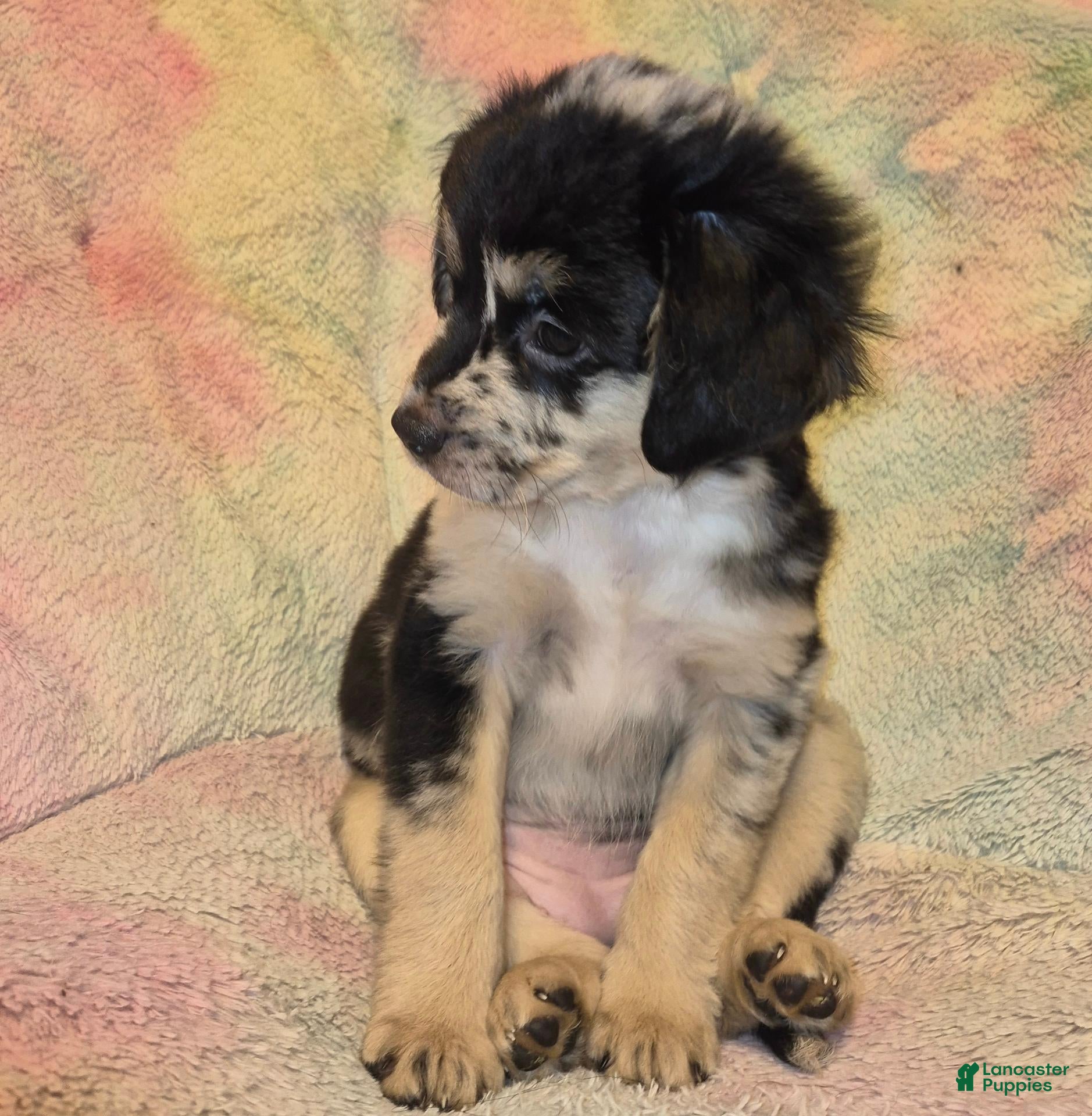 Mixed Breed dogs for sale: Nova - Ad 4