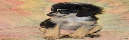 Mixed Breed dogs for sale: Nova - Ad 1