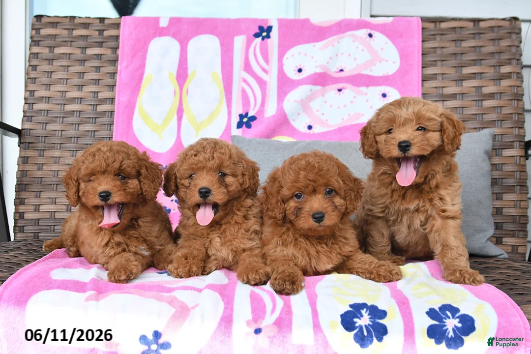 Mixed Breed dogs for sale: George - Ad 3