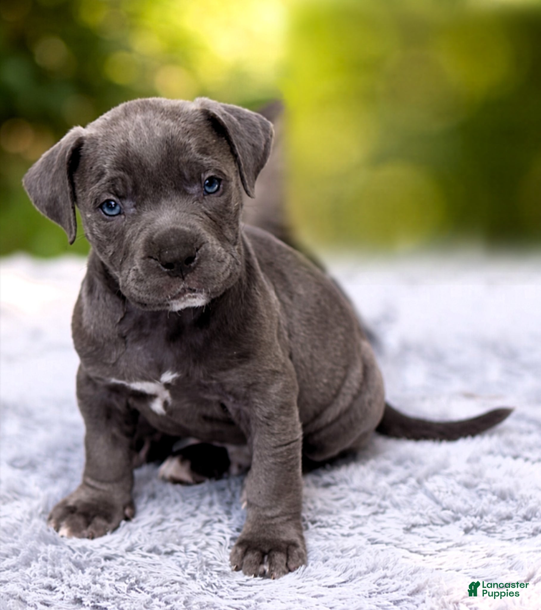 American Bully dogs "SNOOP DOGG" / BLUE NOSE - Ad 21